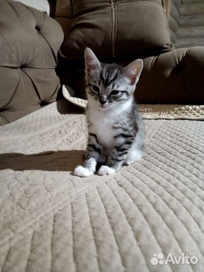 Котята Победы 9мая