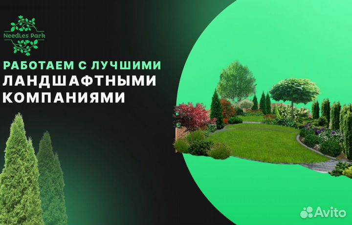 Туя брабант,Смарагд