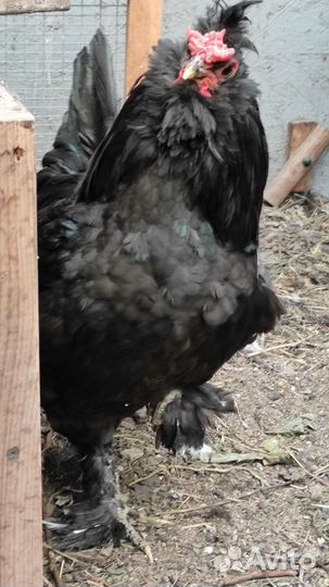 Старинная русская порода кур. Сибирская мохножка