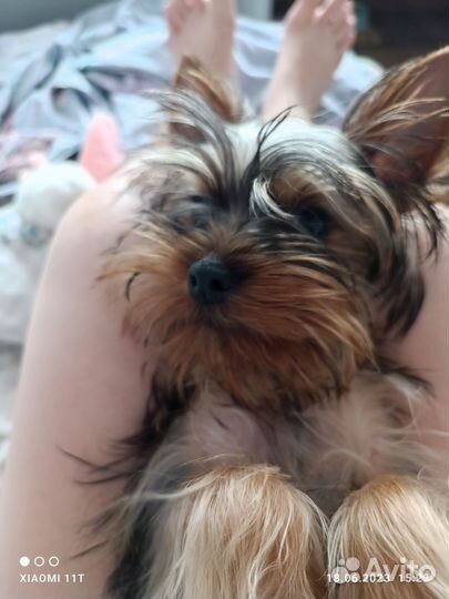 Йоркширский терьер мини щенок