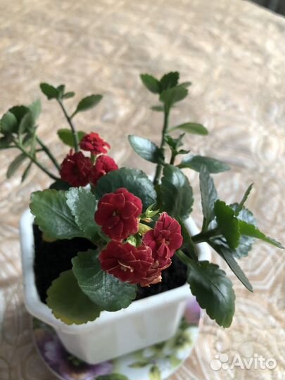 Каланхоэ