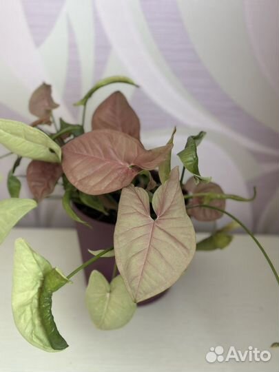 Сингониум неон пинк