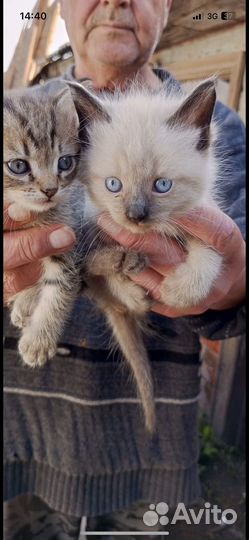 Котята в добрые руки