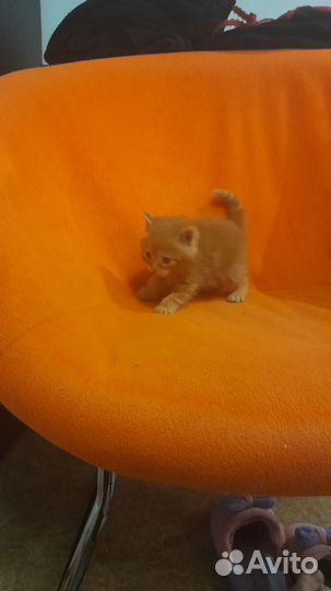 Персидская кошка