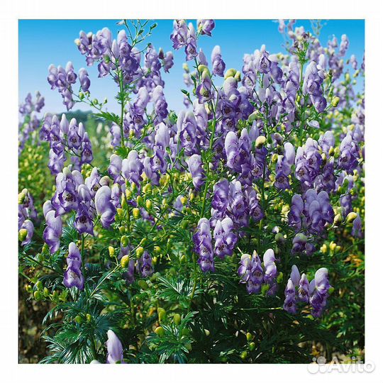 Многолетники цветы