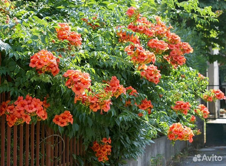 Кампсис укореняющийся, семена