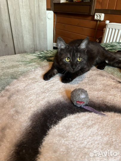 Кошечка с необычным окрасом в добрые руки