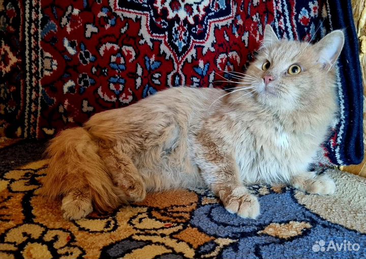 Молодой котик
