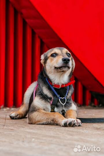 Собака в добрые руки