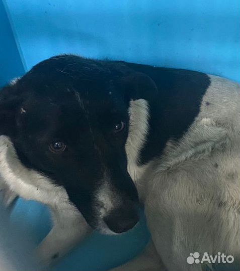 У Мурочки 2 дня до улицы