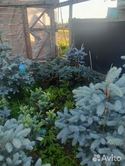 Питомник растений