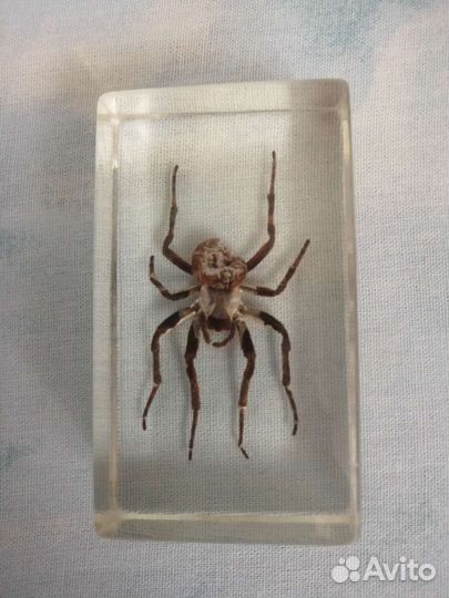 Насекомые и их знакомые