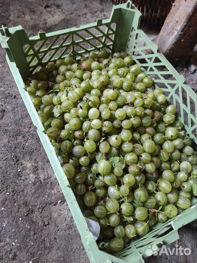 Крыжовник и красная смородина