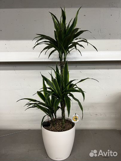 Драцена лемон лайм 3 ствола H 120 см /лечуза