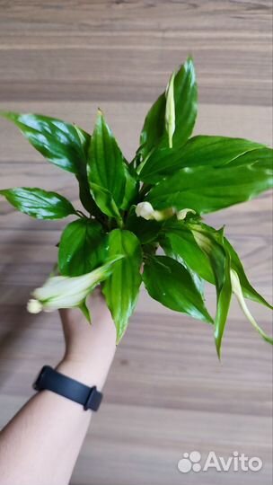 Спатифиллум(женское счастье)