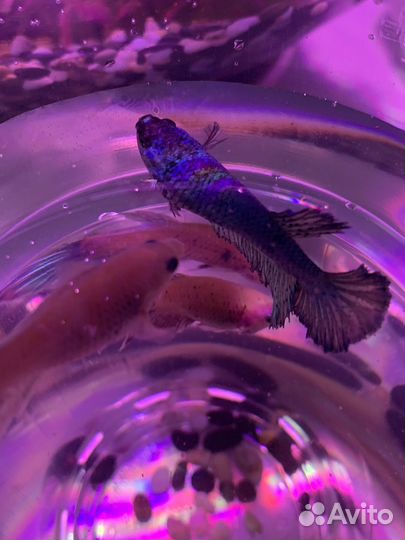 Рыбка петушок самка