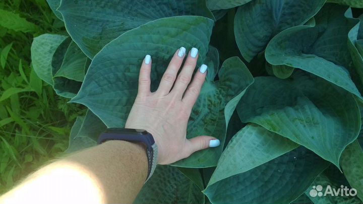 Хосты голубые сорта