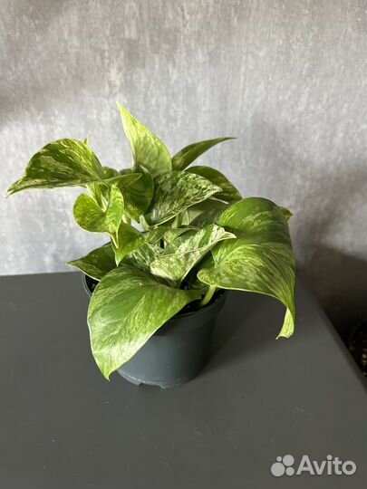 Эпипремнум марбл квин