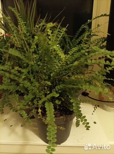 Папортник комнатный