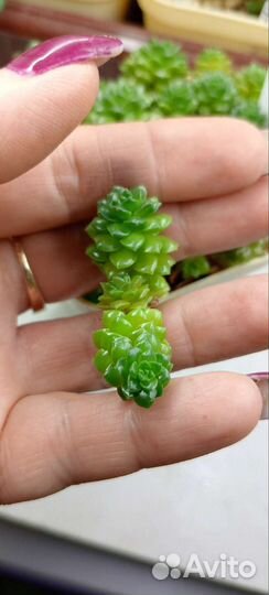 Суккуленты