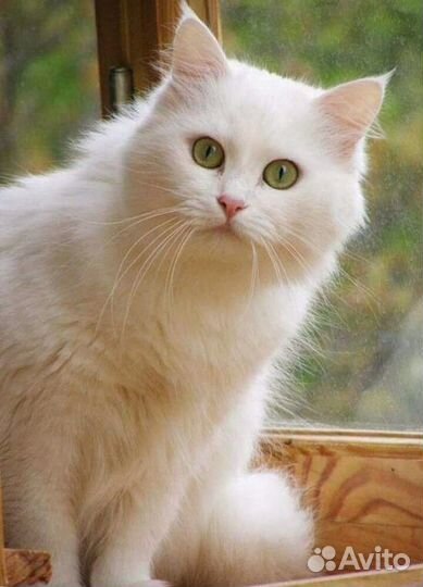 Котята Русская белая можно забирать