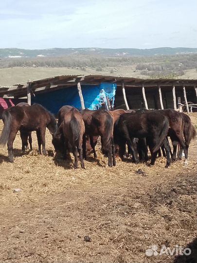 Жеребята карачаевской породы