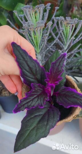 Гинура, Синяя птица