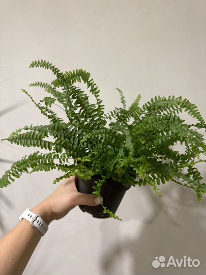 Папоротник