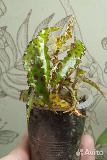 Бегония amphioxus