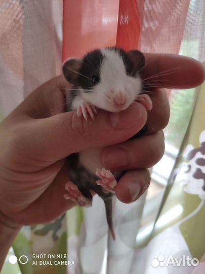 Крыски, крысята дамбо, миккимаусы