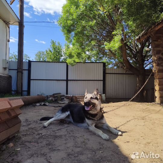 Ищет жениха