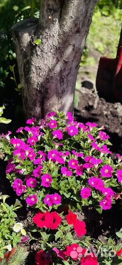 Вегетативная петуния