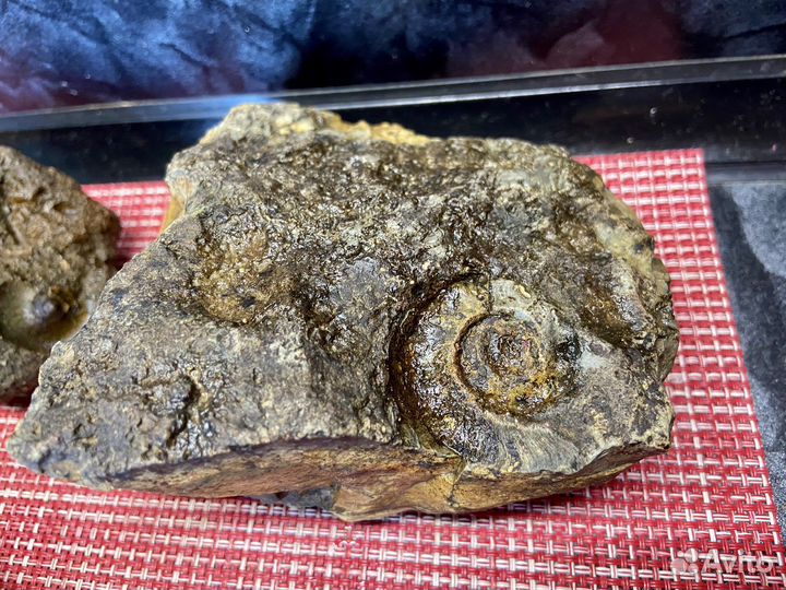 Окаменелости