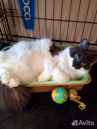 Кошечка Буся