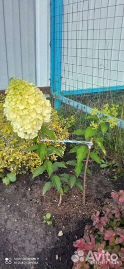 Гортензия метельчатая саженцы