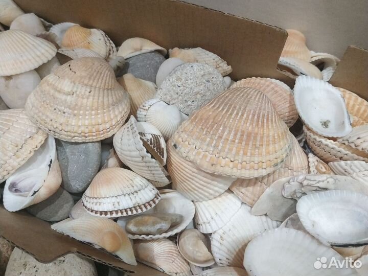 Ракушка, камни для аквариума