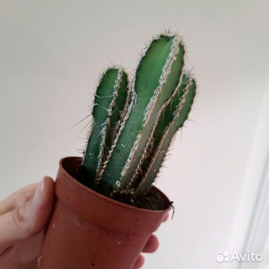 Кактусы и суккуленты часть1