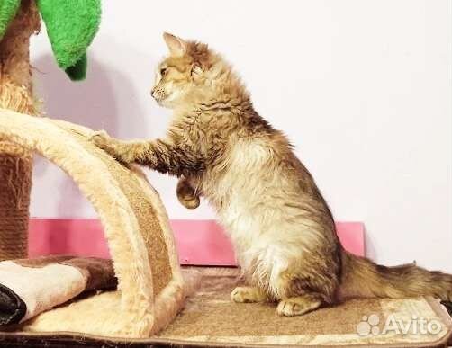 Кошка котенок пучеглазка