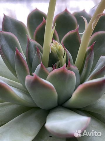 Суккуленты эхеверия