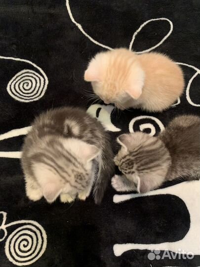 Британская