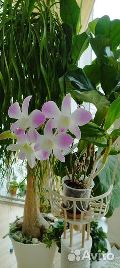 Дендробиум цветущий