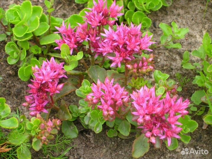 Сортовые очитки