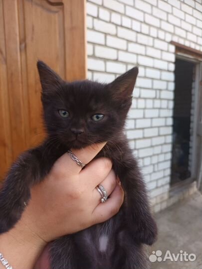 Котята в добрые руки бесплатно