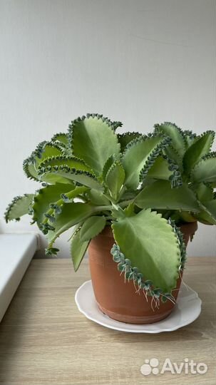 Каланхоэ Лаетивиренс - Комнатные растения - Цветы