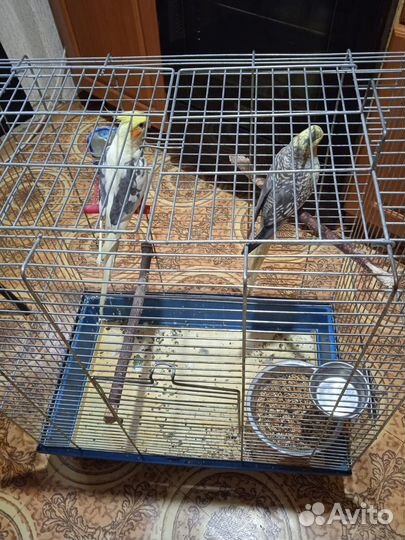 Пара попугаев корелл