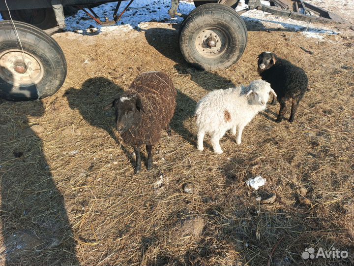 Живой вес бараны и овцы