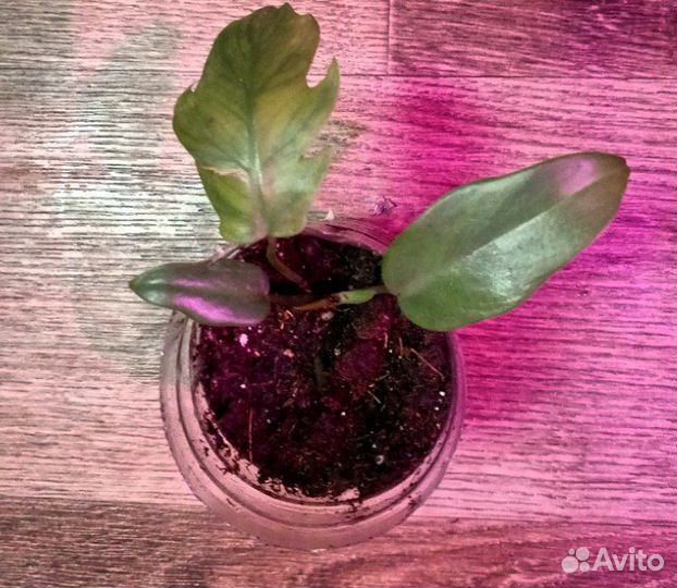 Филолендрон лучистый