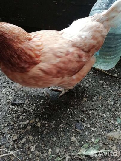 Куры несушки