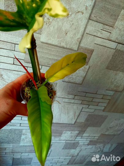 Фил джангл буги вар