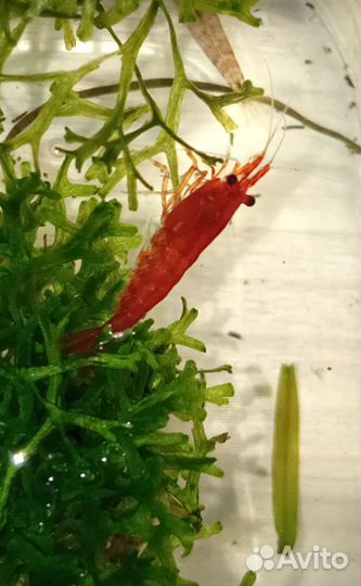 Аквариумные растения